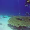 Picture taken during the dive
