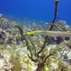 Picture taken during the dive