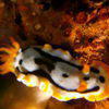 Picture taken during the dive