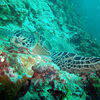 Picture taken during the dive