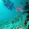 Picture taken during the dive