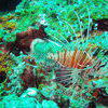 Picture taken during the dive
