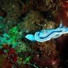 Picture taken during the dive