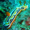 Picture taken during the dive