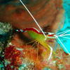 Picture taken during the dive