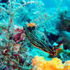 Picture taken during the dive