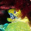 Picture taken during the dive