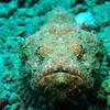 Picture taken during the dive