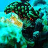 Picture taken during the dive