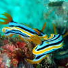Picture taken during the dive