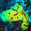 Picture taken during the dive