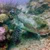 Picture taken during the dive