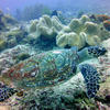 Picture taken during the dive