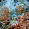Picture taken during the dive