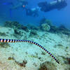 Picture taken during the dive