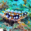 Picture taken during the dive