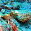 Picture taken during the dive