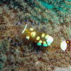 Picture taken during the dive