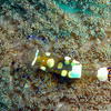 Picture taken during the dive