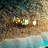 Picture taken during the dive