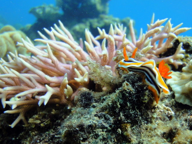 Artistic Diving - Dive Center