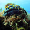Picture taken during the dive