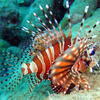 Picture taken during the dive