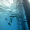 Picture taken during the dive