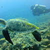 Picture taken during the dive