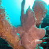 Picture taken during the dive