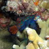 Picture taken during the dive