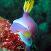 Picture taken during the dive