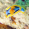Picture taken during the dive