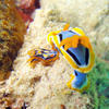 Picture taken during the dive