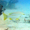 Picture taken during the dive