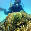 Picture taken during the dive