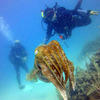Picture taken during the dive
