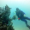 Picture taken during the dive