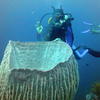 Picture taken during the dive