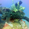 Picture taken during the dive