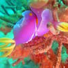 Picture taken during the dive