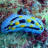 Picture taken during the dive