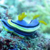 Picture taken during the dive