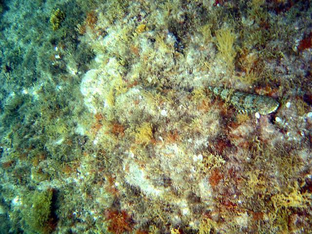 Far Dive - Dive Center in Spain