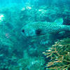 Picture taken during the dive
