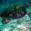 Picture taken during the dive