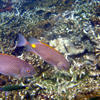 Picture taken during the dive