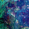 Picture taken during the dive