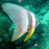 Picture taken during the dive