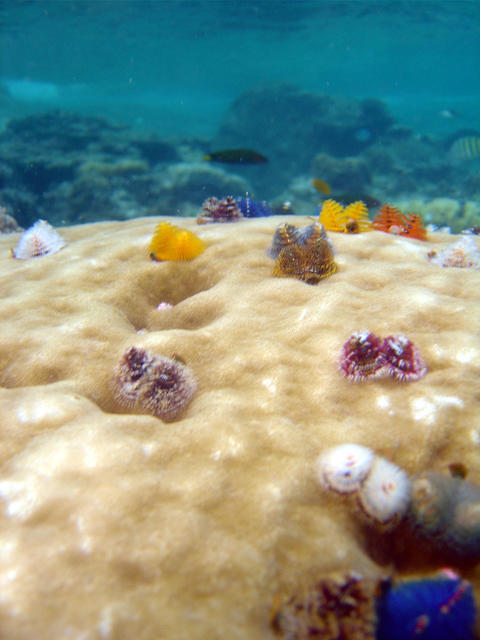 Steffen Sea Sports - Dive Center in Malaysia